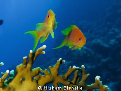 Red Sea by Hisham Elshafie 